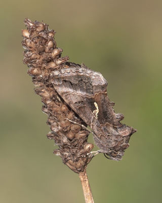 <i class='fa fa-user'></i>&nbsp;Johan van Gurp&nbsp;|  Gamma-uil&nbsp; <i class='fa fa-eye'>&nbsp;58</i> &nbsp;<i class='fa fa-thumbs-up'>&nbsp;5</i> &nbsp; <i class='fa fa-comment-o'>&nbsp;4</i>