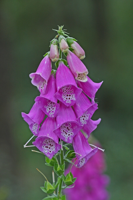 <i class='fa fa-user'></i>&nbsp;Cor&nbsp;|  Vingerhoedskruid&nbsp; <i class='fa fa-eye'>&nbsp;62</i> &nbsp;<i class='fa fa-thumbs-up'>&nbsp;4</i> &nbsp; <i class='fa fa-comment-o'>&nbsp;8</i>