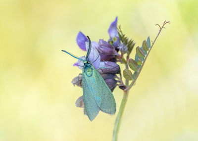 <i class='fa fa-user'></i>&nbsp;Tom&nbsp;|  Metaalvlinder&nbsp; <i class='fa fa-eye'>&nbsp;78</i> &nbsp;<i class='fa fa-thumbs-up'>&nbsp;9</i> &nbsp; <i class='fa fa-comment-o'>&nbsp;9</i>