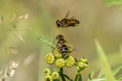 <i class='fa fa-user'></i>&nbsp;Martin Verbeeten&nbsp;|  Puntbijvlieg&nbsp; <i class='fa fa-eye'>&nbsp;61</i> &nbsp;<i class='fa fa-thumbs-up'>&nbsp;2</i> &nbsp; <i class='fa fa-comment-o'>&nbsp;6</i>