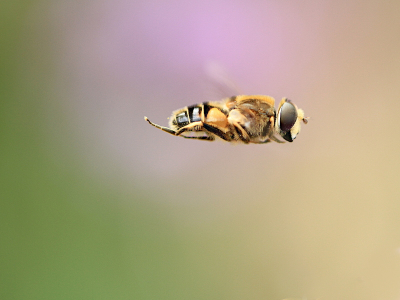 <i class='fa fa-user'></i>&nbsp;Erjan Averesch&nbsp;|  Puntbijvlieg&nbsp; <i class='fa fa-eye'>&nbsp;72</i> &nbsp;<i class='fa fa-thumbs-up'>&nbsp;2</i> &nbsp; <i class='fa fa-comment-o'>&nbsp;7</i>