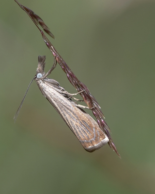 <i class='fa fa-user'></i>&nbsp;Johan van Gurp&nbsp;|  Gewone Grasmot&nbsp; <i class='fa fa-eye'>&nbsp;55</i> &nbsp;<i class='fa fa-thumbs-up'>&nbsp;5</i> &nbsp; <i class='fa fa-comment-o'>&nbsp;3</i>