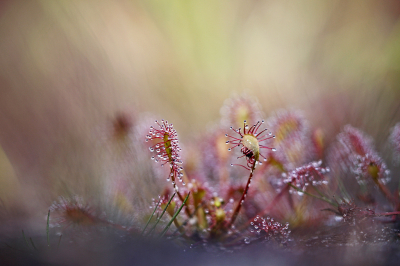 <i class='fa fa-user'></i>&nbsp;Pieter  LJ&nbsp;|  Kleine Zonnedauw&nbsp; <i class='fa fa-eye'>&nbsp;68</i> &nbsp;<i class='fa fa-thumbs-up'>&nbsp;3</i> &nbsp; <i class='fa fa-comment-o'>&nbsp;5</i>