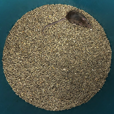 <i class='fa fa-user'></i>&nbsp;Nel R&nbsp;|  Huismuis&nbsp; <i class='fa fa-eye'>&nbsp;140</i> &nbsp;<i class='fa fa-thumbs-up'>&nbsp;3</i> &nbsp; <i class='fa fa-comment-o'>&nbsp;3</i>