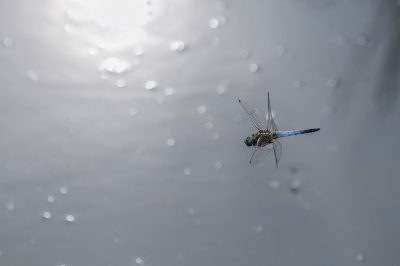 <i class='fa fa-user'></i>&nbsp;Willem Verhagen&nbsp;|  Gewone Oeverlibel&nbsp; <i class='fa fa-eye'>&nbsp;67</i> &nbsp;<i class='fa fa-thumbs-up'>&nbsp;2</i> &nbsp; <i class='fa fa-comment-o'>&nbsp;2</i>