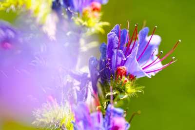 <i class='fa fa-user'></i>&nbsp;hesterb&nbsp;|  Slangenkruid&nbsp; <i class='fa fa-eye'>&nbsp;59</i> &nbsp; <i class='fa fa-comment-o'>&nbsp;5</i>