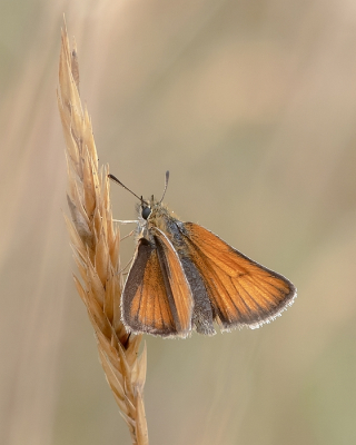 <i class='fa fa-user'></i>&nbsp;Johan van Gurp&nbsp;|  Zwartsprietdikkopje&nbsp; <i class='fa fa-eye'>&nbsp;47</i> &nbsp;<i class='fa fa-thumbs-up'>&nbsp;4</i> &nbsp; <i class='fa fa-comment-o'>&nbsp;1</i>