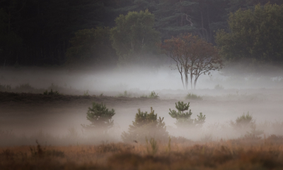 <i class='fa fa-user'></i>&nbsp;David&nbsp;|  Een morgen met nevel&nbsp; <i class='fa fa-eye'>&nbsp;96</i> &nbsp;<i class='fa fa-thumbs-up'>&nbsp;6</i> &nbsp; <i class='fa fa-comment-o'>&nbsp;7</i>