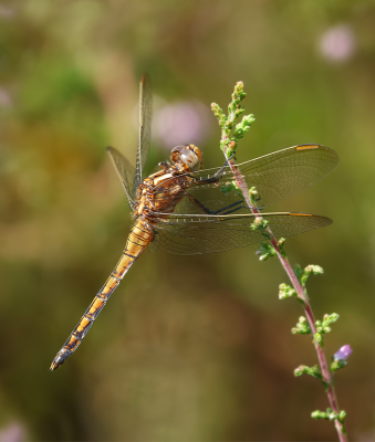 <i class='fa fa-user'></i>&nbsp;Jurgen Maassen&nbsp;|  Beekoeverlibel&nbsp; <i class='fa fa-eye'>&nbsp;65</i> &nbsp;<i class='fa fa-thumbs-up'>&nbsp;2</i> &nbsp; <i class='fa fa-comment-o'>&nbsp;2</i>