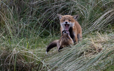 <i class='fa fa-user'></i>&nbsp;David&nbsp;|  Vos&nbsp; <i class='fa fa-eye'>&nbsp;125</i> &nbsp;<i class='fa fa-thumbs-up'>&nbsp;2</i> &nbsp; <i class='fa fa-comment-o'>&nbsp;2</i>