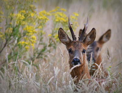 <i class='fa fa-user'></i>&nbsp;robert-jan&nbsp;|  Ree&nbsp; <i class='fa fa-eye'>&nbsp;87</i> &nbsp;<i class='fa fa-thumbs-up'>&nbsp;2</i> &nbsp; <i class='fa fa-comment-o'>&nbsp;3</i>