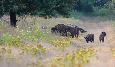 <i class='fa fa-user'></i>&nbsp;nelappelmelk&nbsp;|  Wisent&nbsp; <i class='fa fa-eye'>&nbsp;130</i> &nbsp;<i class='fa fa-thumbs-up'>&nbsp;5</i> &nbsp; <i class='fa fa-comment-o'>&nbsp;7</i>