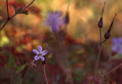 <i class='fa fa-user'></i>&nbsp;Nel R&nbsp;|  Robertskruid&nbsp; <i class='fa fa-eye'>&nbsp;66</i> &nbsp;<i class='fa fa-thumbs-up'>&nbsp;1</i> &nbsp; <i class='fa fa-comment-o'>&nbsp;6</i>