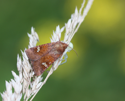 <i class='fa fa-user'></i>&nbsp;Paul Vandebroek&nbsp;|  Roodbruine Vlekuil&nbsp; <i class='fa fa-eye'>&nbsp;66</i> &nbsp;<i class='fa fa-thumbs-up'>&nbsp;1</i> &nbsp; <i class='fa fa-comment-o'>&nbsp;5</i>