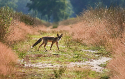 <i class='fa fa-user'></i>&nbsp;Jacolienl&nbsp;|  Vos&nbsp; <i class='fa fa-eye'>&nbsp;138</i> &nbsp;<i class='fa fa-thumbs-up'>&nbsp;8</i> &nbsp; <i class='fa fa-comment-o'>&nbsp;5</i>