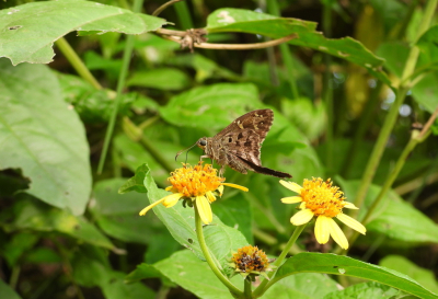 <i class='fa fa-user'></i>&nbsp;Jovanzo&nbsp;|  Urbanus dorantes&nbsp; <i class='fa fa-eye'>&nbsp;74</i> &nbsp;<i class='fa fa-thumbs-up'>&nbsp;1</i> &nbsp; <i class='fa fa-comment-o'>&nbsp;10</i>