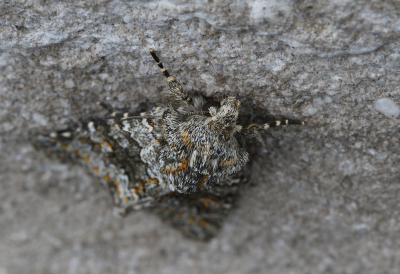 <i class='fa fa-user'></i>&nbsp;Ad Sprang&nbsp;|  Kompassla-uil&nbsp; <i class='fa fa-eye'>&nbsp;60</i> &nbsp; <i class='fa fa-comment-o'>&nbsp;2</i>