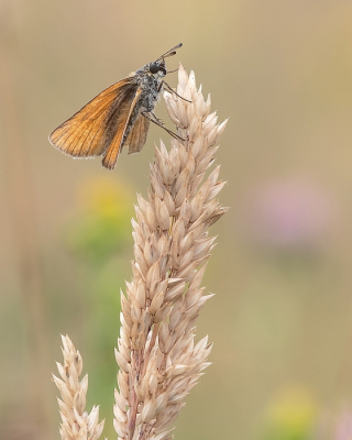 <i class='fa fa-user'></i>&nbsp;Johan van Gurp&nbsp;|  Zwartsprietdikkopje&nbsp; <i class='fa fa-eye'>&nbsp;55</i> &nbsp;<i class='fa fa-thumbs-up'>&nbsp;3</i> &nbsp; <i class='fa fa-comment-o'>&nbsp;1</i>