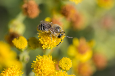 <i class='fa fa-user'></i>&nbsp;Willem Verhagen&nbsp;|  Wormkruidbij&nbsp; <i class='fa fa-eye'>&nbsp;57</i> &nbsp;<i class='fa fa-thumbs-up'>&nbsp;1</i> &nbsp; <i class='fa fa-comment-o'>&nbsp;1</i>