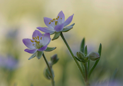 <i class='fa fa-user'></i>&nbsp;Nel R&nbsp;|  Gerande Schijnspurrie&nbsp; <i class='fa fa-eye'>&nbsp;58</i> &nbsp;<i class='fa fa-thumbs-up'>&nbsp;5</i> &nbsp; <i class='fa fa-comment-o'>&nbsp;3</i>