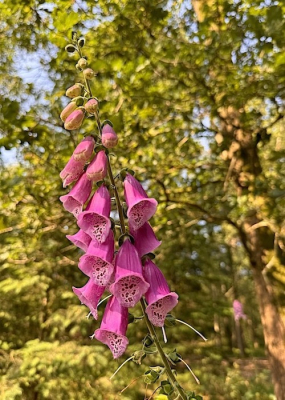 <i class='fa fa-user'></i>&nbsp;HenK5&nbsp;|  Vingerhoedskruid&nbsp; <i class='fa fa-eye'>&nbsp;50</i> &nbsp; <i class='fa fa-comment-o'>&nbsp;1</i>