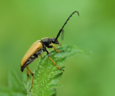 <i class='fa fa-user'></i>&nbsp;janvangastel&nbsp;|  Gewone Smalboktor&nbsp; <i class='fa fa-eye'>&nbsp;47</i> &nbsp;<i class='fa fa-thumbs-up'>&nbsp;2</i> &nbsp; <i class='fa fa-comment-o'>&nbsp;5</i>