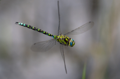 <i class='fa fa-user'></i>&nbsp;Willem Verhagen&nbsp;|  Blauwe Glazenmaker&nbsp; <i class='fa fa-eye'>&nbsp;84</i> &nbsp;<i class='fa fa-thumbs-up'>&nbsp;3</i> &nbsp; <i class='fa fa-comment-o'>&nbsp;3</i>