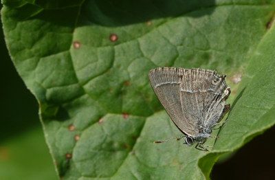 <i class='fa fa-user'></i>&nbsp;nelappelmelk&nbsp;|  Eikenpage&nbsp; <i class='fa fa-eye'>&nbsp;55</i> &nbsp; <i class='fa fa-comment-o'>&nbsp;3</i>