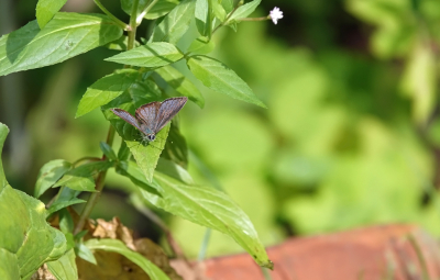 <i class='fa fa-user'></i>&nbsp;nelappelmelk&nbsp;|  Eikenpage&nbsp; <i class='fa fa-eye'>&nbsp;68</i> &nbsp; <i class='fa fa-comment-o'>&nbsp;0</i>