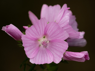 <i class='fa fa-user'></i>&nbsp;Truus Aletta Maan&nbsp;|  Vijfdelig Kaasjeskruid&nbsp; <i class='fa fa-eye'>&nbsp;58</i> &nbsp;<i class='fa fa-thumbs-up'>&nbsp;4</i> &nbsp; <i class='fa fa-comment-o'>&nbsp;7</i>