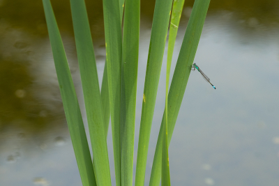 <i class='fa fa-user'></i>&nbsp;Willem Verhagen&nbsp;|  Lantaarntje&nbsp; <i class='fa fa-eye'>&nbsp;71</i> &nbsp;<i class='fa fa-thumbs-up'>&nbsp;1</i> &nbsp; <i class='fa fa-comment-o'>&nbsp;7</i>