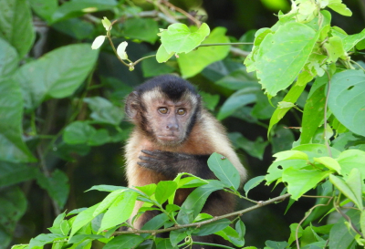 <i class='fa fa-user'></i>&nbsp;Jovanzo&nbsp;|  Bruine Kapucijnaap&nbsp; <i class='fa fa-eye'>&nbsp;86</i> &nbsp; <i class='fa fa-comment-o'>&nbsp;6</i>