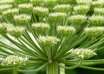 <i class='fa fa-user'></i>&nbsp;Truus Aletta Maan&nbsp;|  Gewone Berenklauw&nbsp; <i class='fa fa-eye'>&nbsp;73</i> &nbsp;<i class='fa fa-thumbs-up'>&nbsp;4</i> &nbsp; <i class='fa fa-comment-o'>&nbsp;9</i>