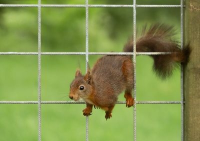 <i class='fa fa-user'></i>&nbsp;Truus Aletta Maan&nbsp;|  Eekhoorn&nbsp; <i class='fa fa-eye'>&nbsp;55</i> &nbsp;<i class='fa fa-thumbs-up'>&nbsp;2</i> &nbsp; <i class='fa fa-comment-o'>&nbsp;7</i>