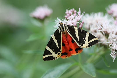 <i class='fa fa-user'></i>&nbsp;Paul Vandebroek&nbsp;|  Spaanse Vlag&nbsp; <i class='fa fa-eye'>&nbsp;98</i> &nbsp;<i class='fa fa-thumbs-up'>&nbsp;10</i> &nbsp; <i class='fa fa-comment-o'>&nbsp;7</i>