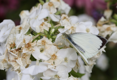 <i class='fa fa-user'></i>&nbsp;Ad Sprang&nbsp;|  Groot Koolwitje&nbsp; <i class='fa fa-eye'>&nbsp;53</i> &nbsp; <i class='fa fa-comment-o'>&nbsp;6</i>