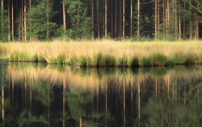 <i class='fa fa-user'></i>&nbsp;Truus Aletta Maan&nbsp;|  Vennetje in het bos&nbsp; <i class='fa fa-eye'>&nbsp;71</i> &nbsp;<i class='fa fa-thumbs-up'>&nbsp;3</i> &nbsp; <i class='fa fa-comment-o'>&nbsp;4</i>