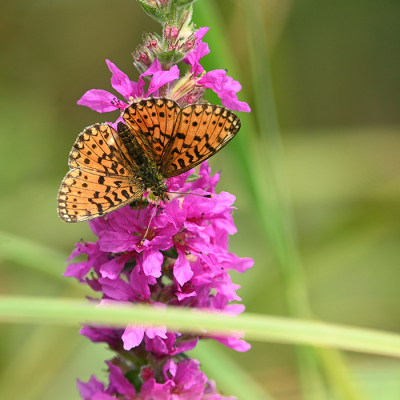 <i class='fa fa-user'></i>&nbsp;Eric Gibcus&nbsp;|  Zilveren Maan&nbsp; <i class='fa fa-eye'>&nbsp;83</i> &nbsp; <i class='fa fa-comment-o'>&nbsp;4</i>