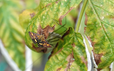 <i class='fa fa-user'></i>&nbsp;nelappelmelk&nbsp;|  Muntvlinder&nbsp; <i class='fa fa-eye'>&nbsp;80</i> &nbsp; <i class='fa fa-comment-o'>&nbsp;1</i>