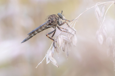 <i class='fa fa-user'></i>&nbsp;Johan van Gurp&nbsp;|  Ringpootroofvlieg&nbsp; <i class='fa fa-eye'>&nbsp;55</i> &nbsp;<i class='fa fa-thumbs-up'>&nbsp;2</i> &nbsp; <i class='fa fa-comment-o'>&nbsp;4</i>