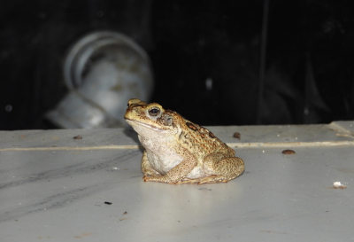 <i class='fa fa-user'></i>&nbsp;Jovanzo&nbsp;|  Reuzenpad&nbsp; <i class='fa fa-eye'>&nbsp;82</i> &nbsp; <i class='fa fa-comment-o'>&nbsp;7</i>