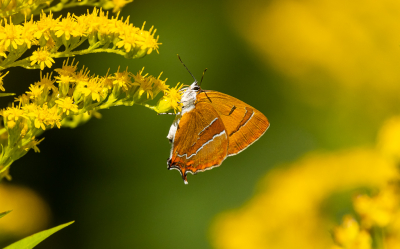 <i class='fa fa-user'></i>&nbsp;David&nbsp;|  Sleedoornpage&nbsp; <i class='fa fa-eye'>&nbsp;81</i> &nbsp;<i class='fa fa-thumbs-up'>&nbsp;4</i> &nbsp; <i class='fa fa-comment-o'>&nbsp;6</i>