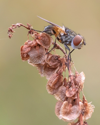 <i class='fa fa-user'></i>&nbsp;Johan van Gurp&nbsp;|  Ectophasia crassipennis&nbsp; <i class='fa fa-eye'>&nbsp;58</i> &nbsp;<i class='fa fa-thumbs-up'>&nbsp;5</i> &nbsp; <i class='fa fa-comment-o'>&nbsp;4</i>