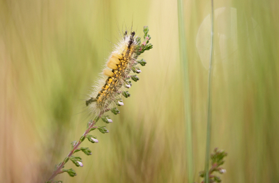 <i class='fa fa-user'></i>&nbsp;Pieter  LJ&nbsp;|  Heidewitvlakvlinder&nbsp; <i class='fa fa-eye'>&nbsp;65</i> &nbsp;<i class='fa fa-thumbs-up'>&nbsp;4</i> &nbsp; <i class='fa fa-comment-o'>&nbsp;3</i>