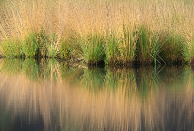 <i class='fa fa-user'></i>&nbsp;Truus Aletta Maan&nbsp;|  Pitrus&nbsp; <i class='fa fa-eye'>&nbsp;62</i> &nbsp;<i class='fa fa-thumbs-up'>&nbsp;5</i> &nbsp; <i class='fa fa-comment-o'>&nbsp;5</i>