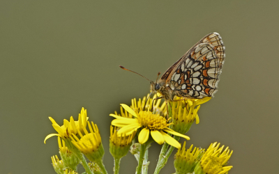 <i class='fa fa-user'></i>&nbsp;nelappelmelk&nbsp;|  Bosparelmoervlinder&nbsp; <i class='fa fa-eye'>&nbsp;70</i> &nbsp; <i class='fa fa-comment-o'>&nbsp;7</i>