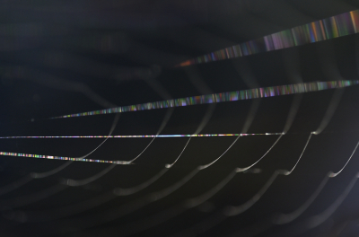 <i class='fa fa-user'></i>&nbsp;liesbeth van vliet&nbsp;|  Spinnenweb&nbsp; <i class='fa fa-eye'>&nbsp;63</i> &nbsp;<i class='fa fa-thumbs-up'>&nbsp;2</i> &nbsp; <i class='fa fa-comment-o'>&nbsp;7</i>