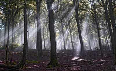 <i class='fa fa-user'></i>&nbsp;liesbeth van vliet&nbsp;|  Zonnestralen&nbsp; <i class='fa fa-eye'>&nbsp;54</i> &nbsp;<i class='fa fa-thumbs-up'>&nbsp;2</i> &nbsp; <i class='fa fa-comment-o'>&nbsp;7</i>