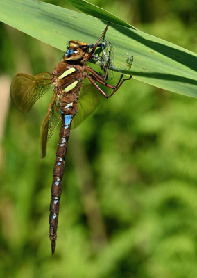 <i class='fa fa-user'></i>&nbsp;Eric Gibcus&nbsp;|  Bruine Glazenmaker&nbsp; <i class='fa fa-eye'>&nbsp;60</i> &nbsp; <i class='fa fa-comment-o'>&nbsp;0</i>