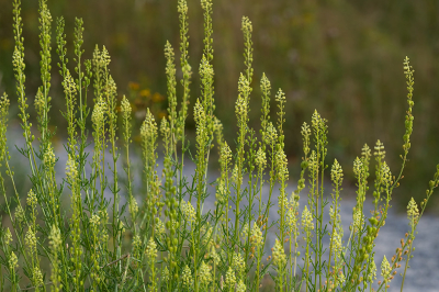 <i class='fa fa-user'></i>&nbsp;Willem Verhagen&nbsp;|  Wilde Reseda&nbsp; <i class='fa fa-eye'>&nbsp;56</i> &nbsp; <i class='fa fa-comment-o'>&nbsp;1</i>